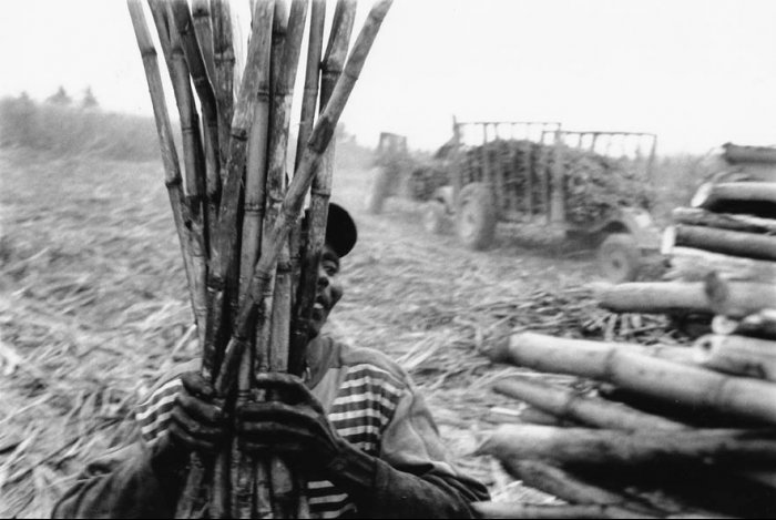 Dominican Republic - Sugar Cane Harvest - Batey 3